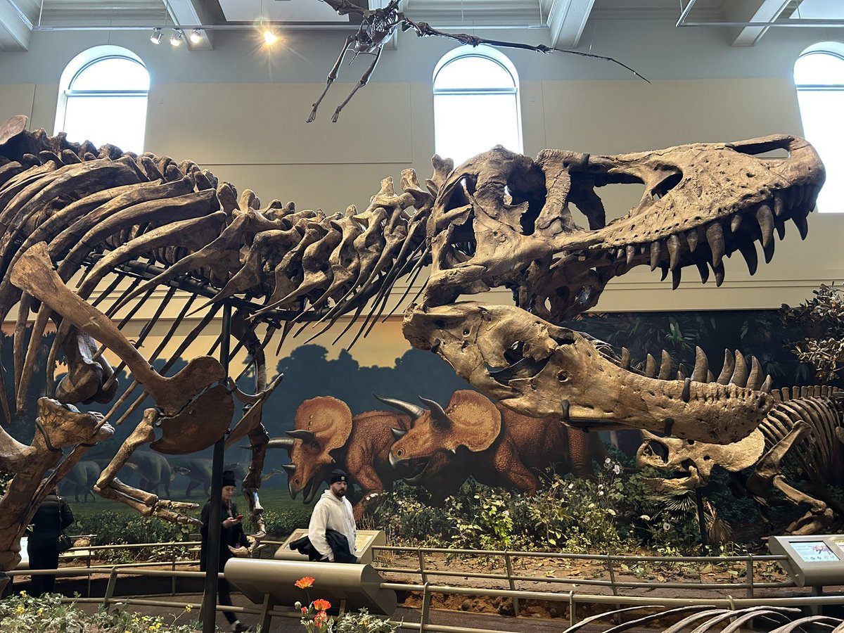 Today marks 120 years since the description and naming of Tyrannosaurus rex. The tyrant lizard king. The holotype is on display at the Carnegie Museum of Natural History and I suggest you visit if given the chance!