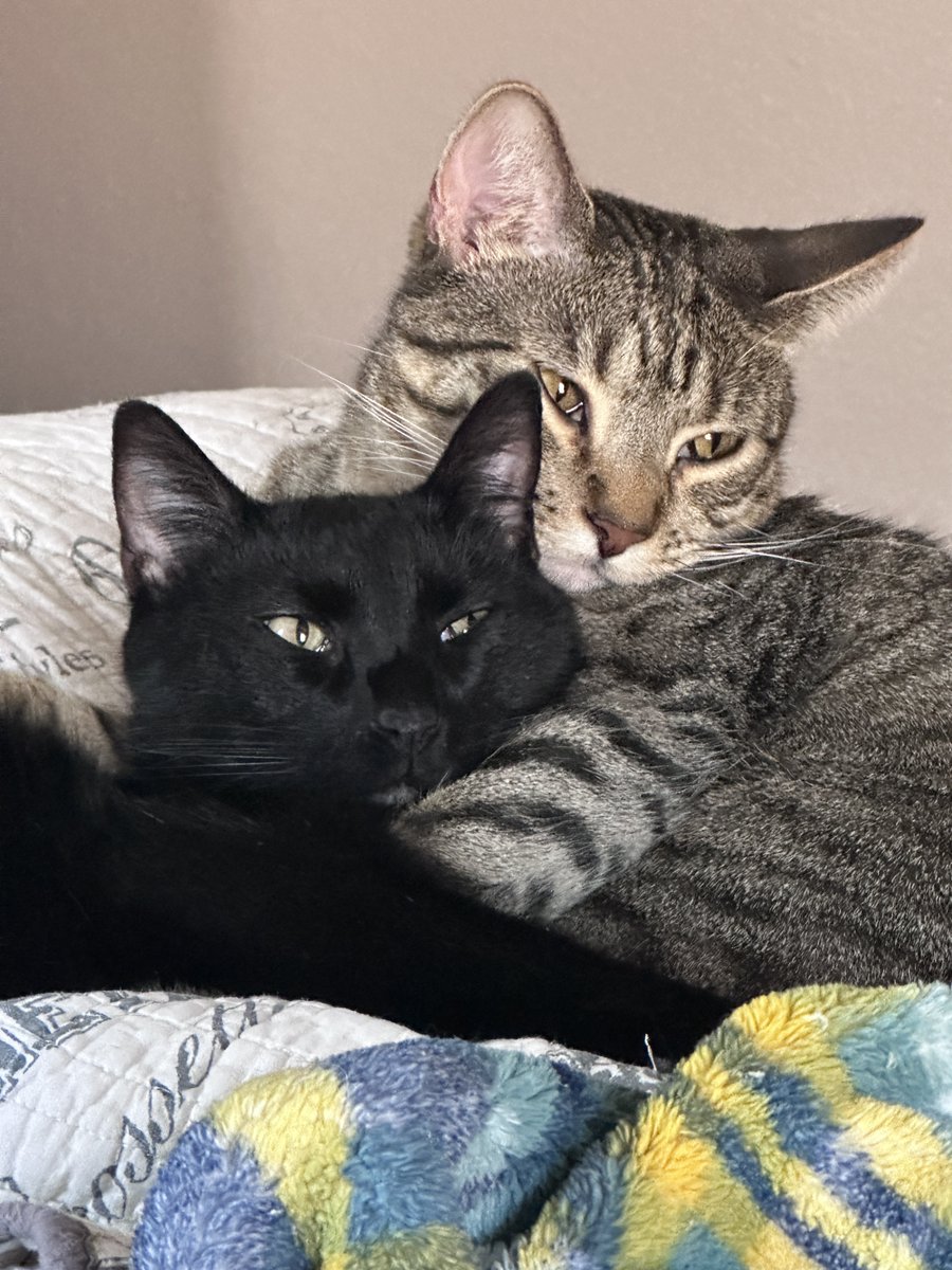 SusanGreyWrites's tweet image. It&apos;s #Caturday, but I&apos;m away from my cats. Turns out they are not, in fact, to blame for my procrastination. They are, however, to blame for my camera roll being full of their cute little faces.