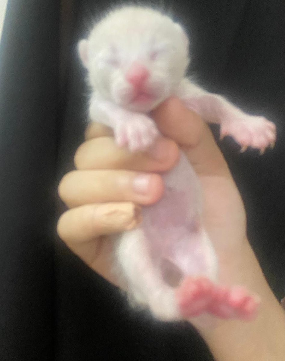 Animal_rescue0's tweet photo. #تبني #قطط #الطايف 
قطة للتبي مع صغارها
الثلاثة عمرهم ٨ ايام
هي وصغارها بحالة صحية جيدة
تم التأكد من خلوها من جميع الامراض 
لطيفة وهادئة جدا  ولايكاد يسمع لها مواء في المنزل
اشترط:
    • عدم وجود اطفال في          
      المنزل .
- مخافة الله فيها وفي    
       صغارها .
- عدم رميها في الشارع  
      ابدا مهما كانت    
      الظروف .
     • عدم التفريق بينها  
       وبين صغارها ابدا .
    الطائف الحويه 
    للتواصل: ٠٥٣٢٤٢٩٠١٩
