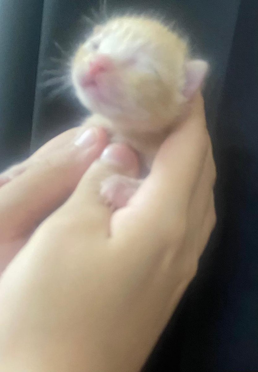 #تبني #قطط #الطايف 
قطة للتبي مع صغارها
الثلاثة عمرهم ٨ ايام
هي وصغارها بحالة صحية جيدة
تم التأكد من خلوها من جميع الامراض 
لطيفة وهادئة جدا  ولايكاد يسمع لها مواء في المنزل
اشترط:
    • عدم وجود اطفال في          
      المنزل .
- مخافة الله فيها وفي    
       صغارها .
- عدم