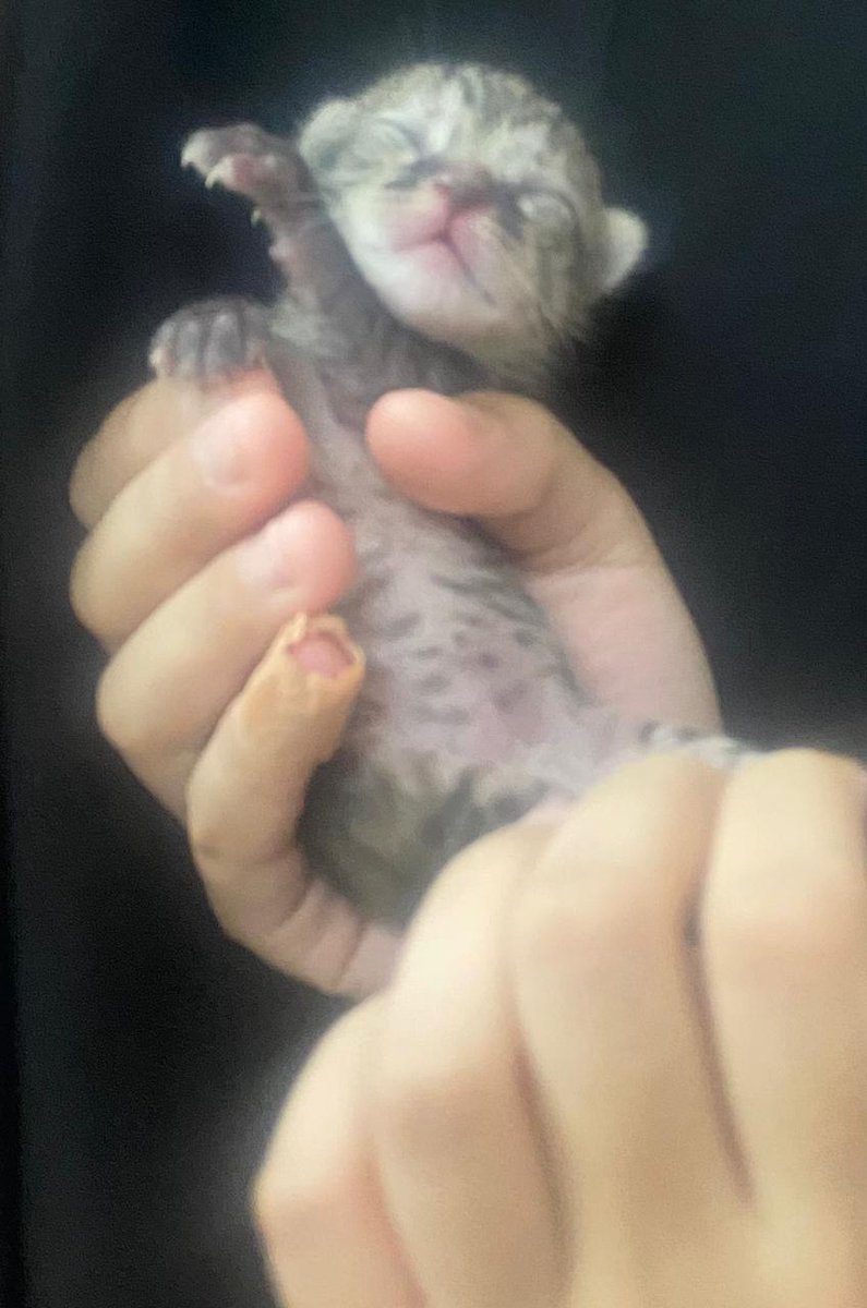 Animal_rescue0's tweet photo. #تبني #قطط #الطايف 
قطة للتبي مع صغارها
الثلاثة عمرهم ٨ ايام
هي وصغارها بحالة صحية جيدة
تم التأكد من خلوها من جميع الامراض 
لطيفة وهادئة جدا  ولايكاد يسمع لها مواء في المنزل
اشترط:
    • عدم وجود اطفال في          
      المنزل .
- مخافة الله فيها وفي    
       صغارها .
- عدم رميها في الشارع  
      ابدا مهما كانت    
      الظروف .
     • عدم التفريق بينها  
       وبين صغارها ابدا .
    الطائف الحويه 
    للتواصل: ٠٥٣٢٤٢٩٠١٩