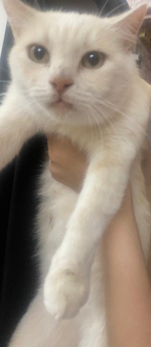 Animal_rescue0's tweet photo. #تبني #قطط #الطايف 
قطة للتبي مع صغارها
الثلاثة عمرهم ٨ ايام
هي وصغارها بحالة صحية جيدة
تم التأكد من خلوها من جميع الامراض 
لطيفة وهادئة جدا  ولايكاد يسمع لها مواء في المنزل
اشترط:
    • عدم وجود اطفال في          
      المنزل .
- مخافة الله فيها وفي    
       صغارها .
- عدم رميها في الشارع  
      ابدا مهما كانت    
      الظروف .
     • عدم التفريق بينها  
       وبين صغارها ابدا .
    الطائف الحويه 
    للتواصل: ٠٥٣٢٤٢٩٠١٩