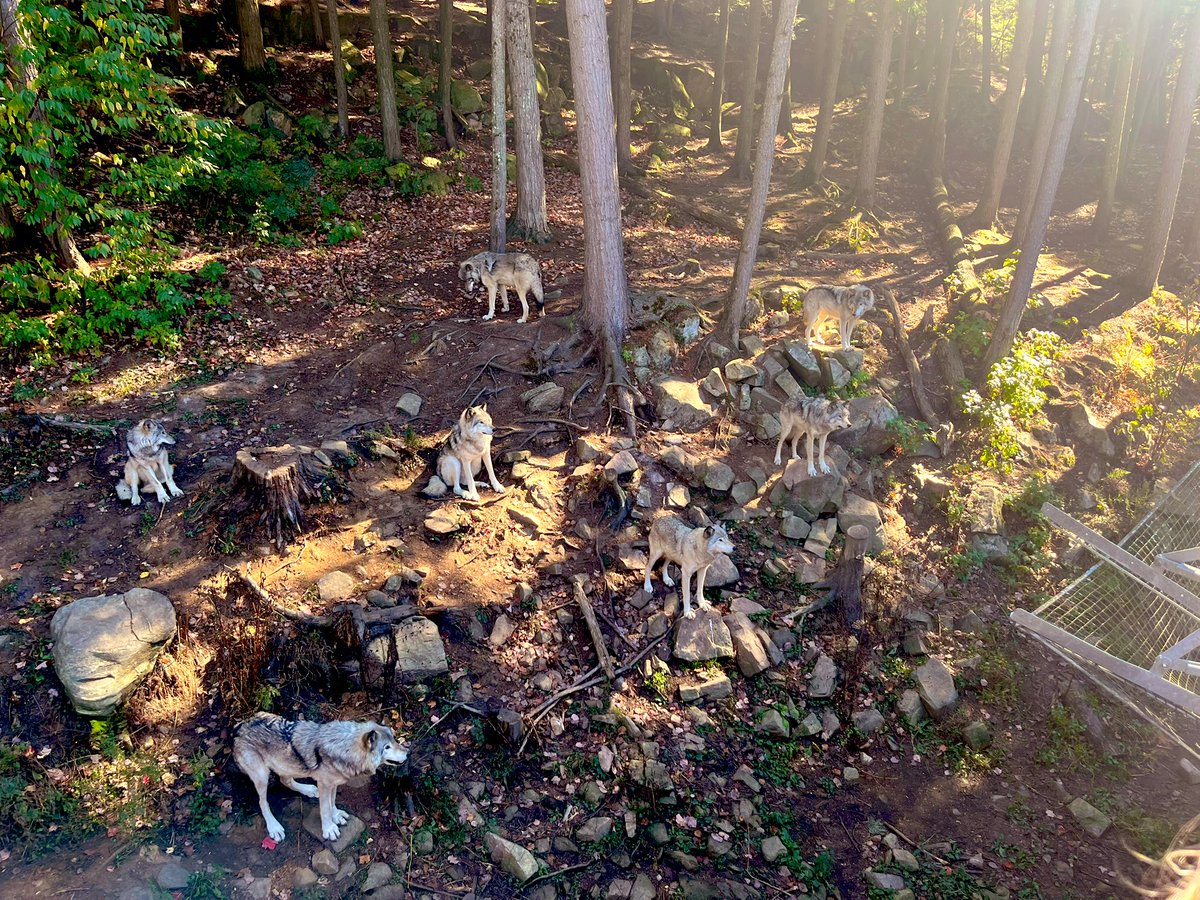 アニマル達と触れ合ってきた。でっかい鹿はめちゃヨダレ垂らしてくるし狼はほぼハスキー犬だった。本当に可愛い癒された。