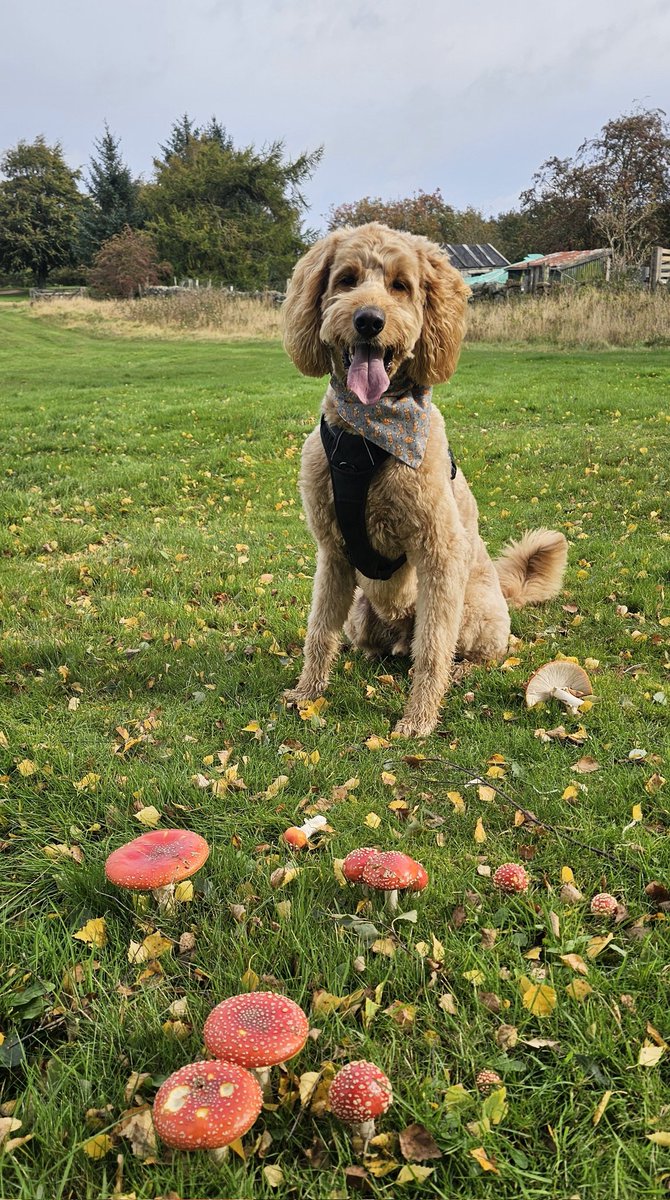 MossyandMurphy's tweet photo. Good morning everyone, are you all safe & well? #StormAmy has delayed our trip to #Kielder10k so I have come to see if Noddy or Big Ears are around *hopeful ears* π. Cannot wait to see pawesome @JedIAmADog tomorrow *excited ears* #SuchFun #MossyandMurphy #SaturdayMotivation π₯° https://t.co/3e7Aqvodto