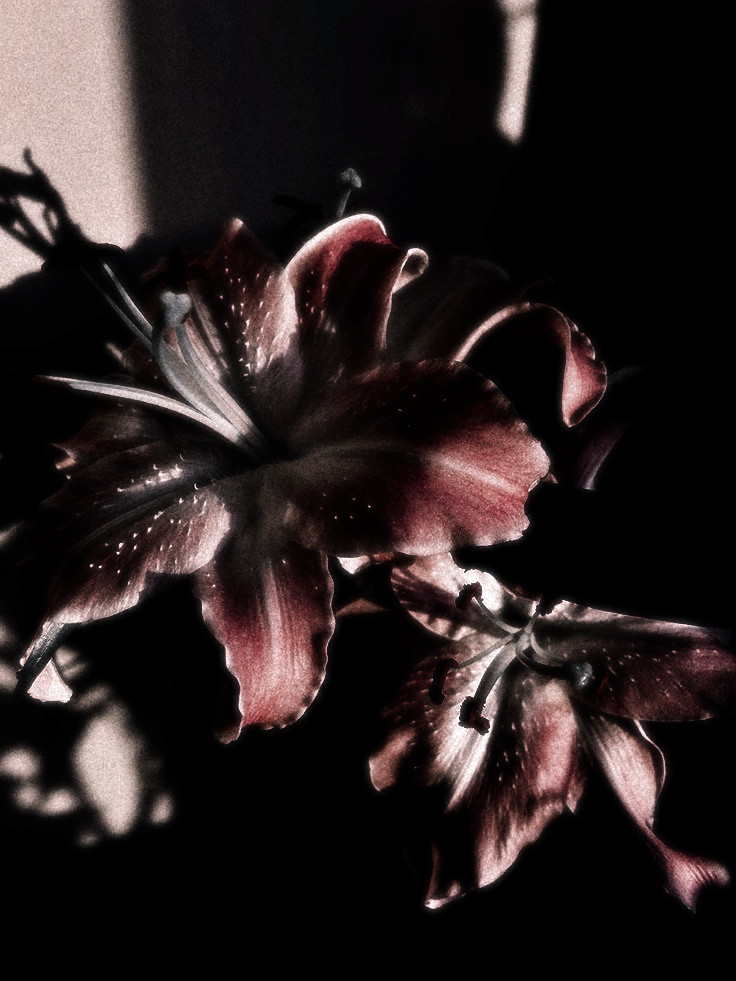 . ° 𝒔͟𝒛͟𝒂 ⊹ tweet media