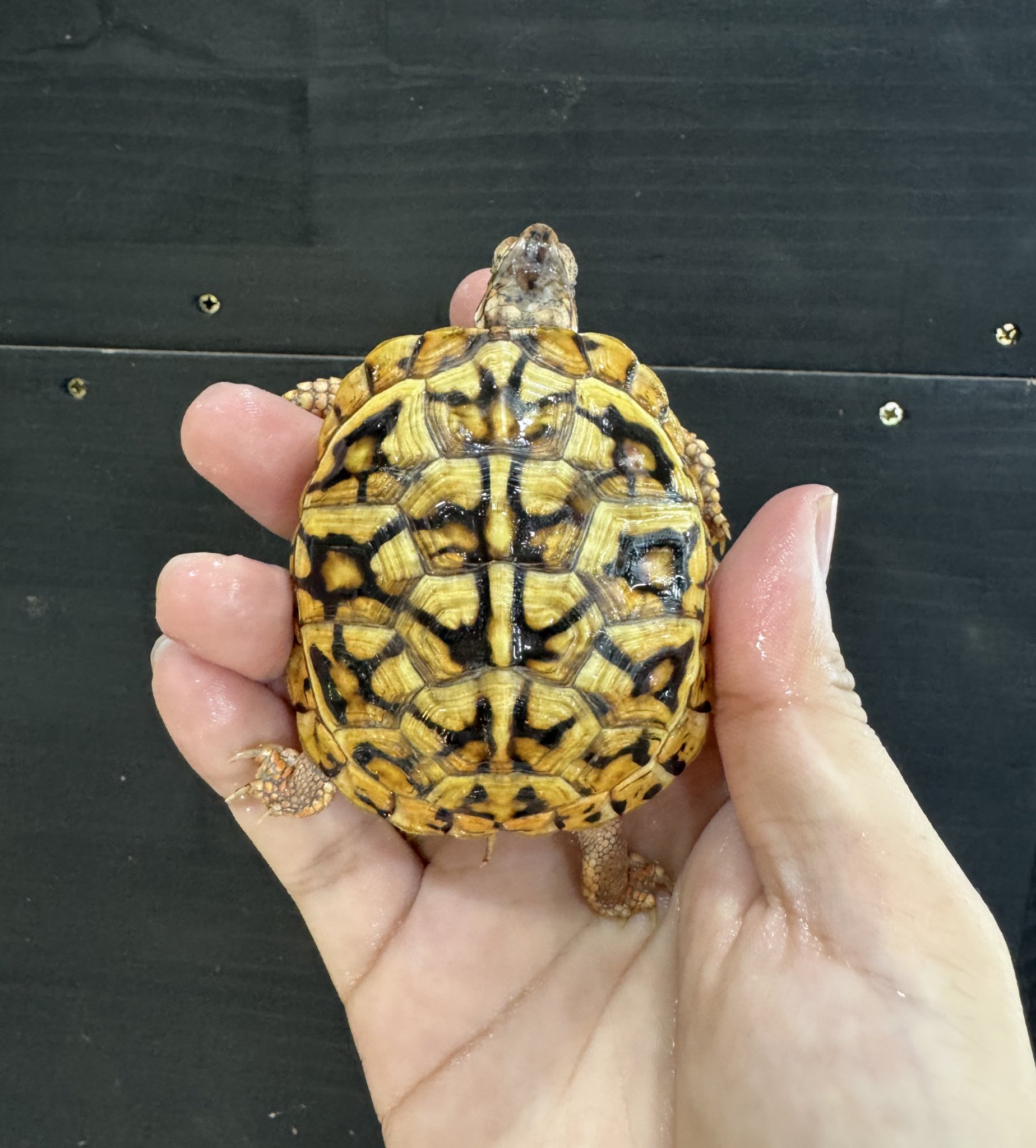 トウブハコガメ骨格標本(甲羅)黄色放射模様　フルアダルト　剥製　爬虫類 爬虫類ショップ BORNtoBONE on X: 