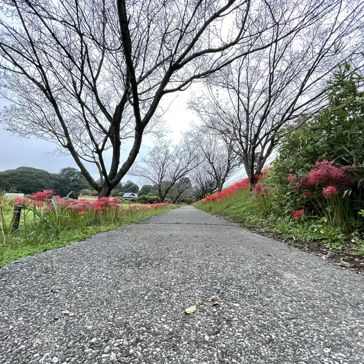 lostcode_shinya's tweet image. 彼岸花綺麗でした。