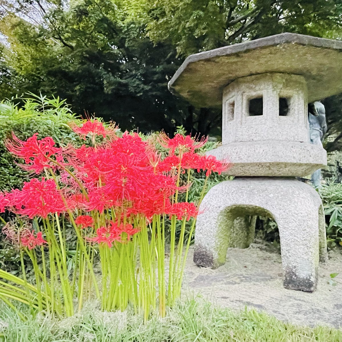lostcode_shinya's tweet image. 彼岸花綺麗でした。