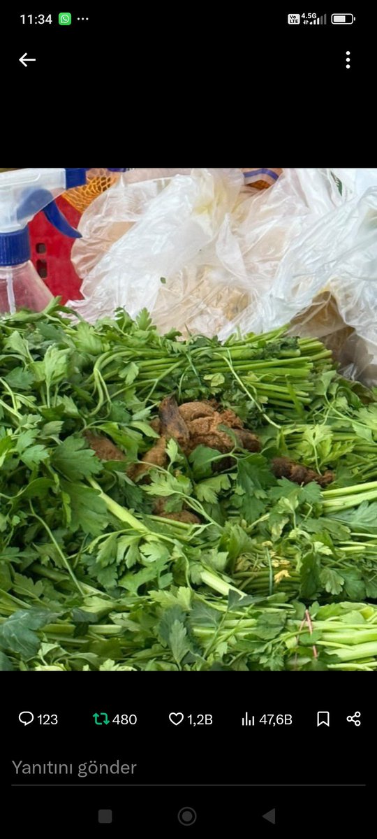 Komşunun köoepine gelene kadar en az 4 milyon başıboş köpek ondan da 2 kat fazla başıboş kedi var. Sokaklara ,okulların, marketlerin, alışveriş merkezlerinin,camilerin içine hatta hijyende en üst düzeyde  olması gereken hastanelerin içine bile dışkılıyorlar. Heryer kedi köpek