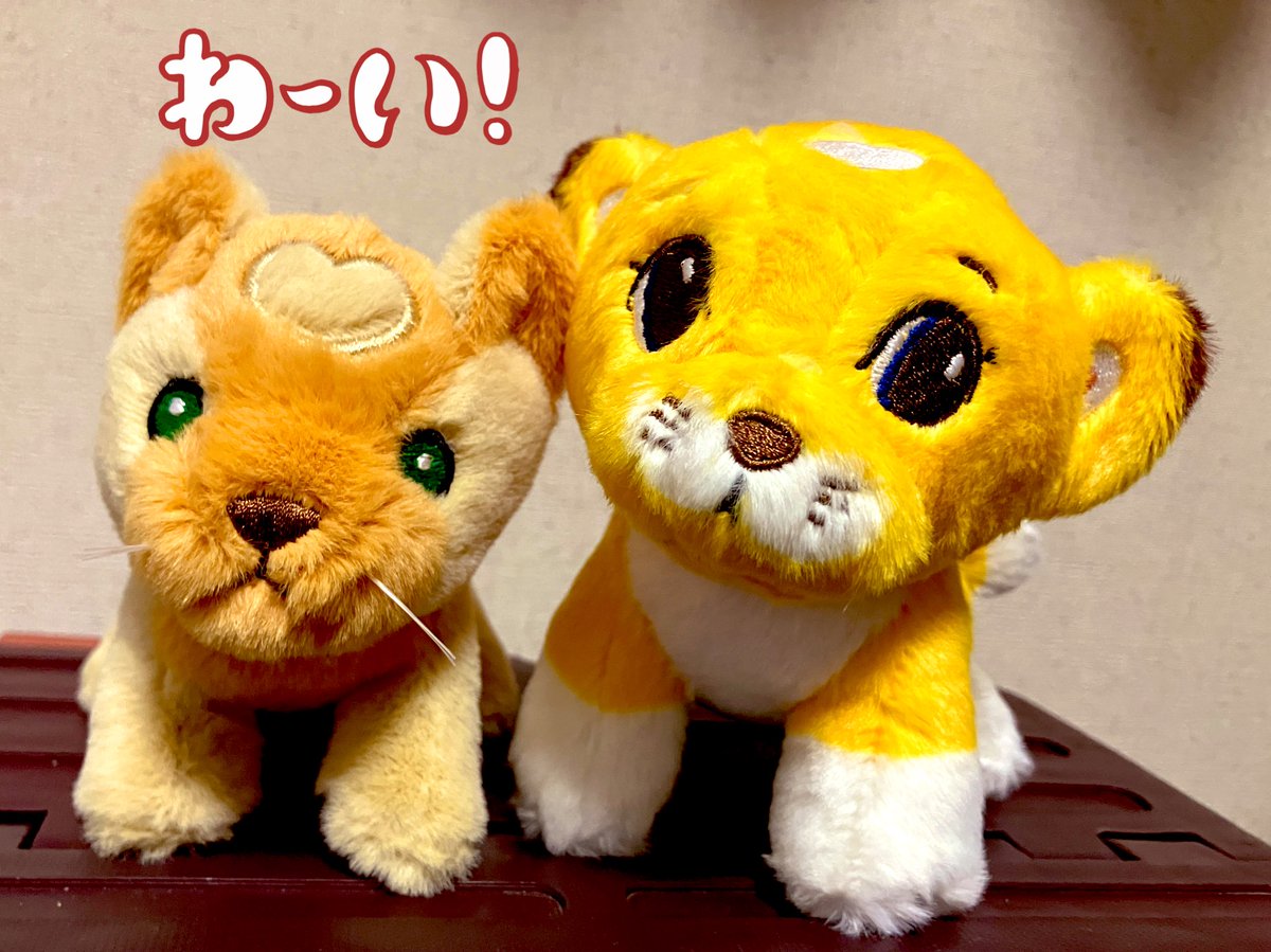 L0VEmisia's tweet image. 新しい家族が増えました🦁🦁

 #misia 
 #ハートのレオナ 
 #mcml