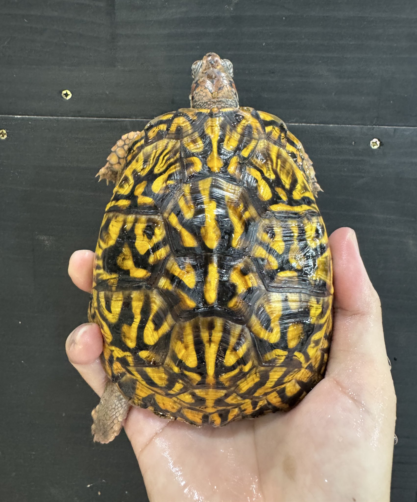 トウブハコガメ骨格標本(甲羅)黄色放射模様　フルアダルト　剥製　爬虫類 爬虫類ショップ BORNtoBONE on X: 
