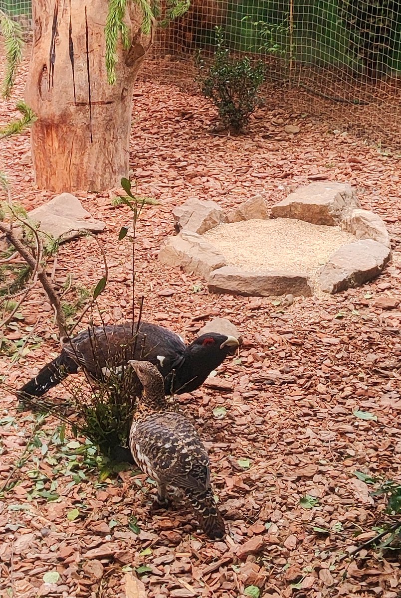 ¿Aún no has visitado el #voladero de #urogallo? 
Pide tu cita, visita el Centro del Urogallo (Caboalles de Arriba) y descubre a esta emblemática especie de la fauna autóctona lacianiega.
📞987490107
📩centrodelurogallo@patrimonionatural.org

#ValledeLaciana #Laciana #Villablino