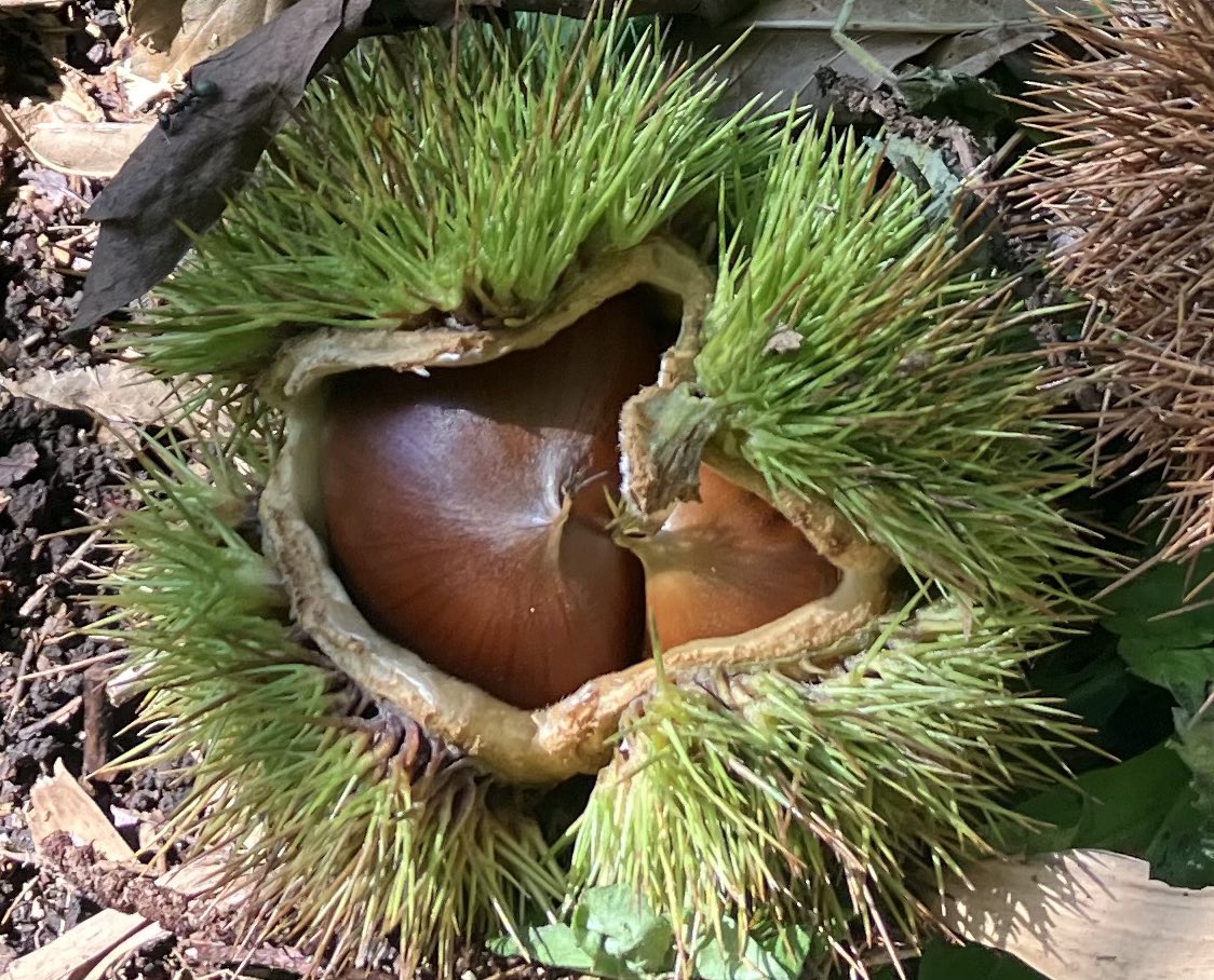 PRETZ_123's tweet photo. 猛暑過ぎれば、収穫の��がちゃんと来てますね🌰🌰 https://t.co/p7wdKLZLVN
