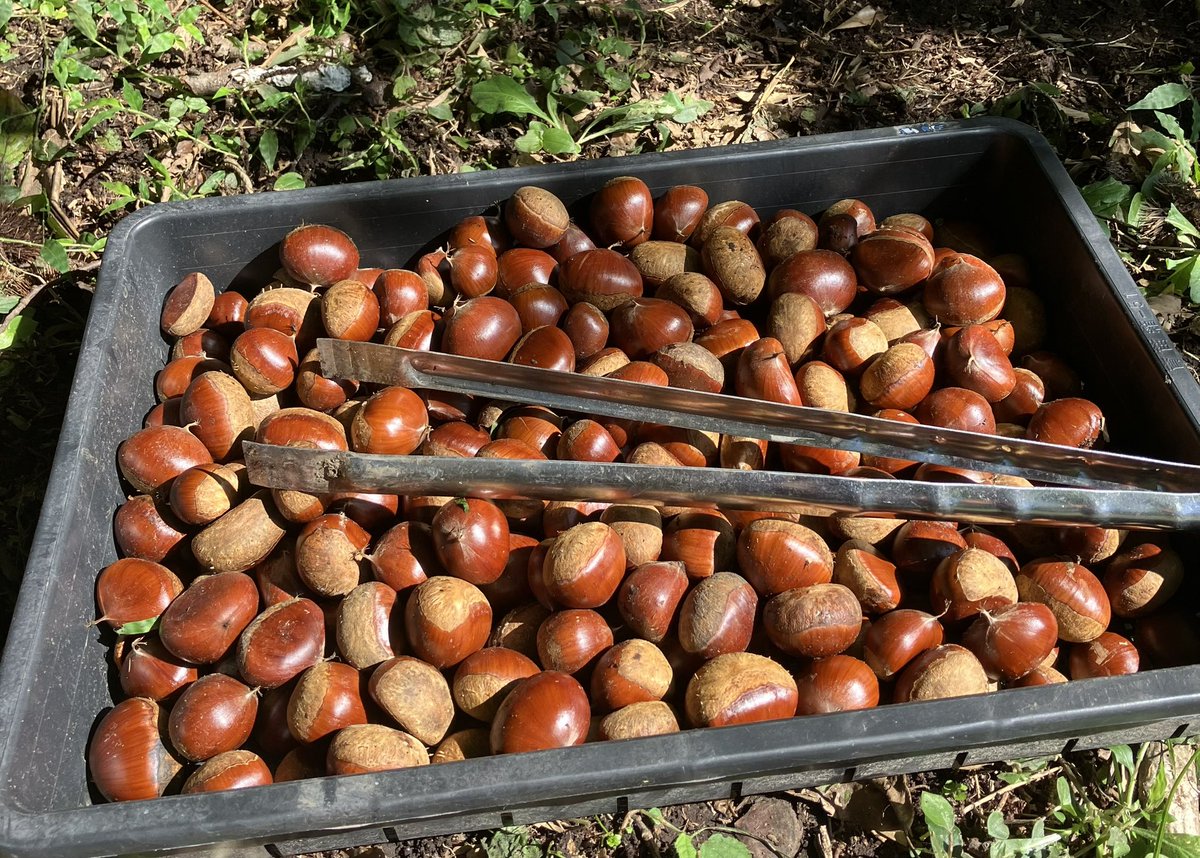 PRETZ_123's tweet photo. 猛暑過ぎれば、収穫の��がちゃんと来てますね🌰🌰 https://t.co/p7wdKLZLVN