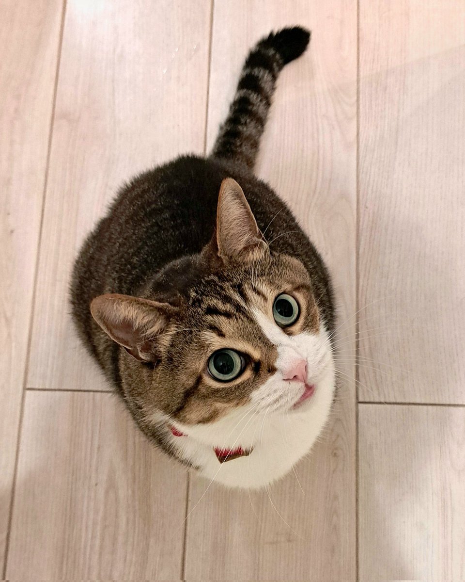 雨の日のねこ様♡ありがとうございます♡ GuoZns9WoAAQxO6.jpg:large