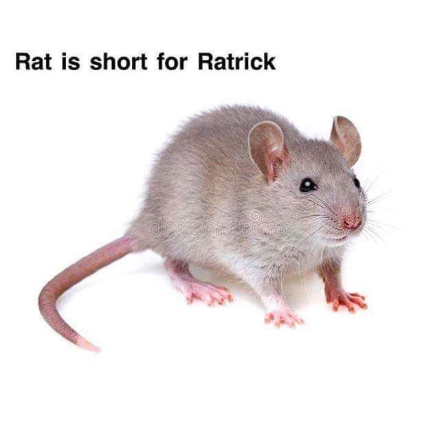 this is Ratrick I hope my email finds you well