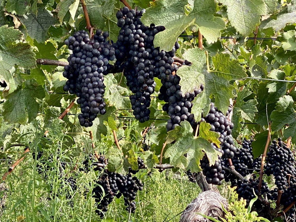 Took a day off yesterday to walk with my family in the UNESCO protected vineyards under on Lake of Geneva