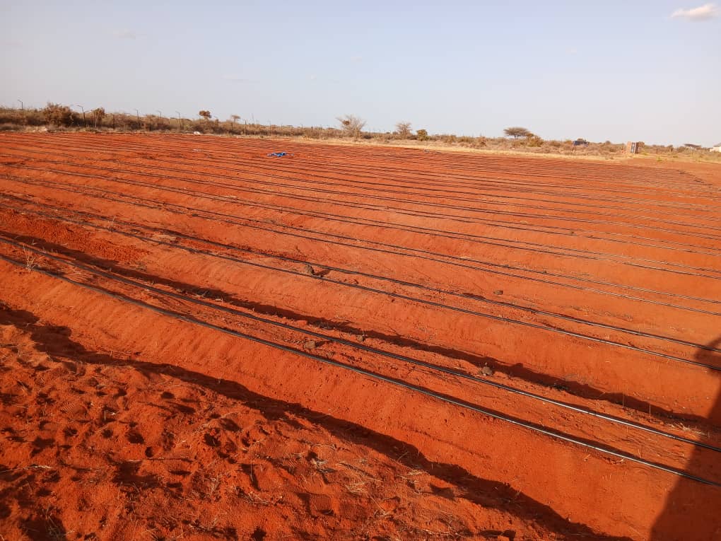 SDCSOM's tweet image. Farmers in #Bursalax are seeing change through the #JRP2! Drip irrigation saves water while fencing protects crops from losses. With 5 farms done, these tools bring stronger #FoodSecurity &amp;amp; resilience to the community #ZeroHunger Thanks to @SDCSOM in partnership with @WFPSomalia