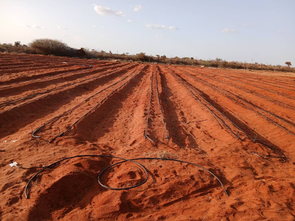 SDCSOM's tweet image. Farmers in #Bursalax are seeing change through the #JRP2! Drip irrigation saves water while fencing protects crops from losses. With 5 farms done, these tools bring stronger #FoodSecurity &amp;amp; resilience to the community #ZeroHunger Thanks to @SDCSOM in partnership with @WFPSomalia