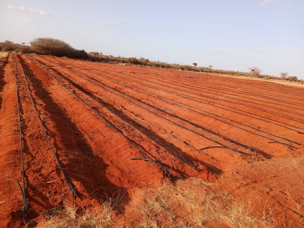SDCSOM's tweet image. Farmers in #Bursalax are seeing change through the #JRP2! Drip irrigation saves water while fencing protects crops from losses. With 5 farms done, these tools bring stronger #FoodSecurity &amp;amp; resilience to the community #ZeroHunger Thanks to @SDCSOM in partnership with @WFPSomalia