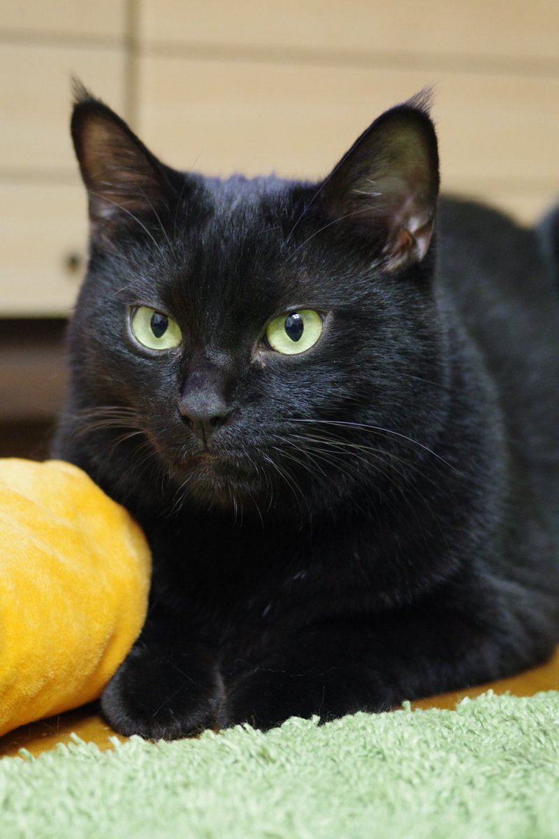 oreo_blackcat's tweet image. スン…。
#猫 #黒猫