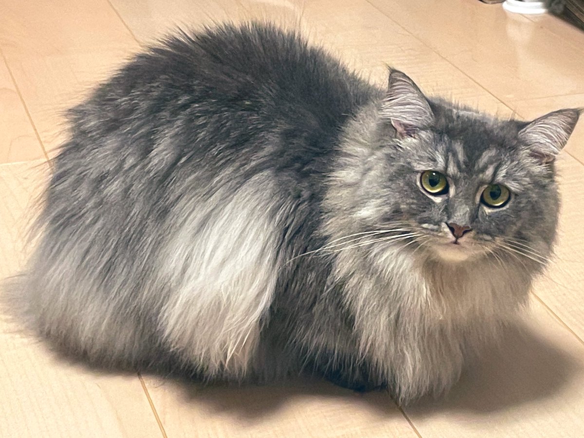 じっとみてくる