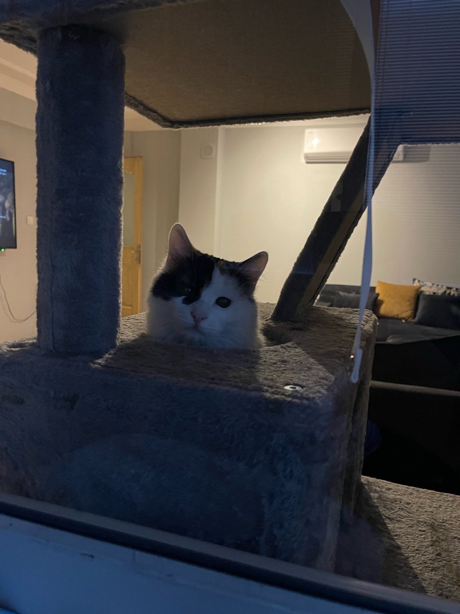 Doctor Traderman ₿ 🐈‍⬛ (@doctortraderman) on Twitter photo 