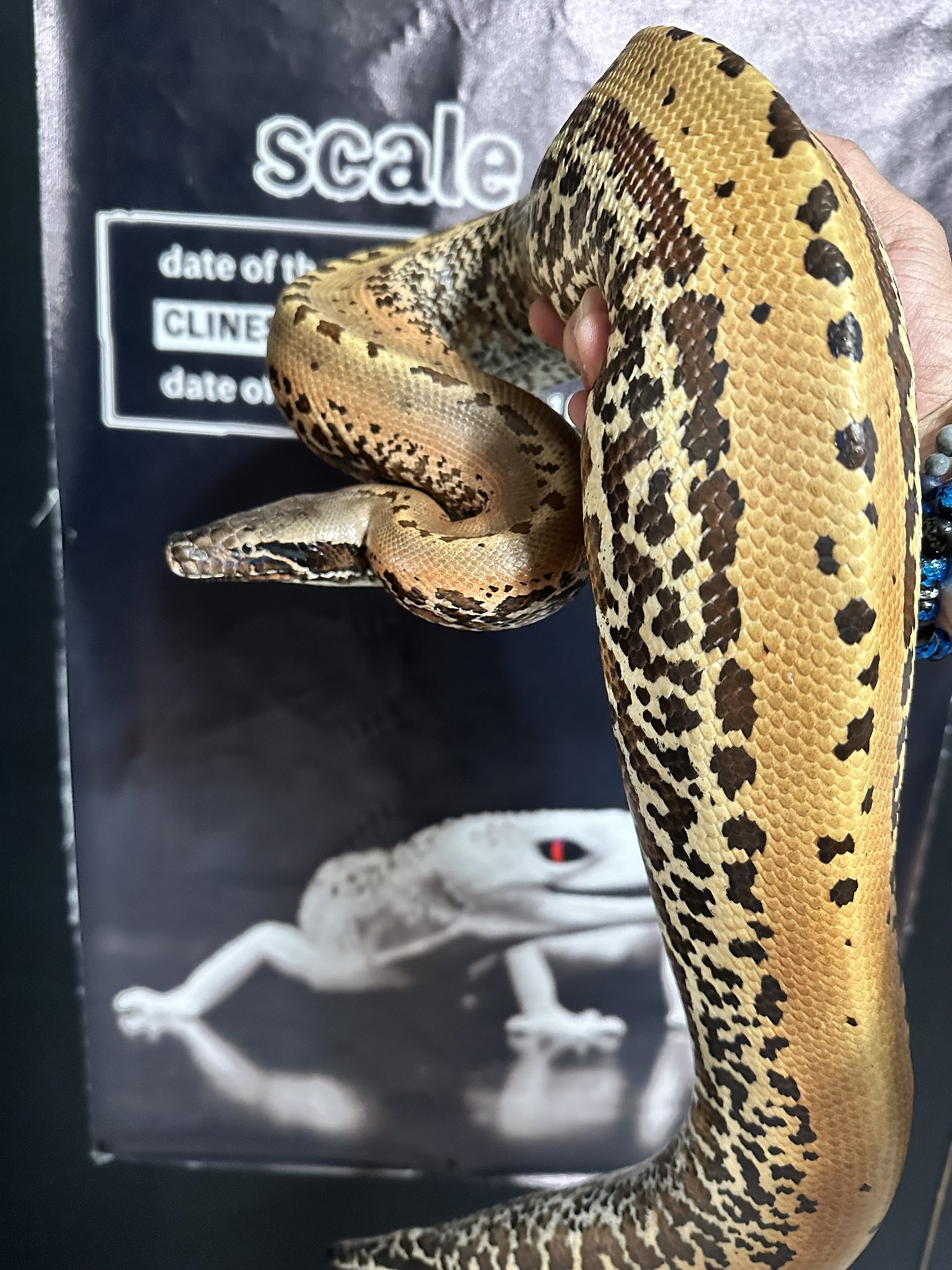 スケイル　Scale 爬虫類両生類情報誌 スケイル Scale 爬虫類両生類情報誌 爬虫類両生類情報誌