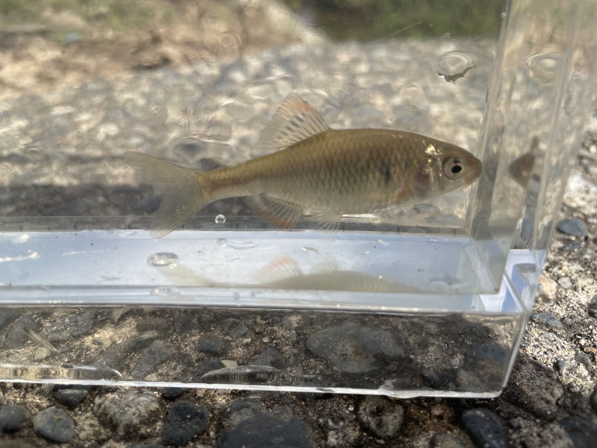 ひなパパ (@eVnPXYY0jptqyal) / Posts / X