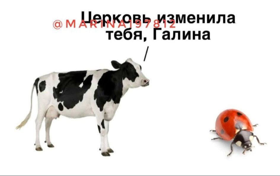 Рыжая ПромискуИПшница tweet media