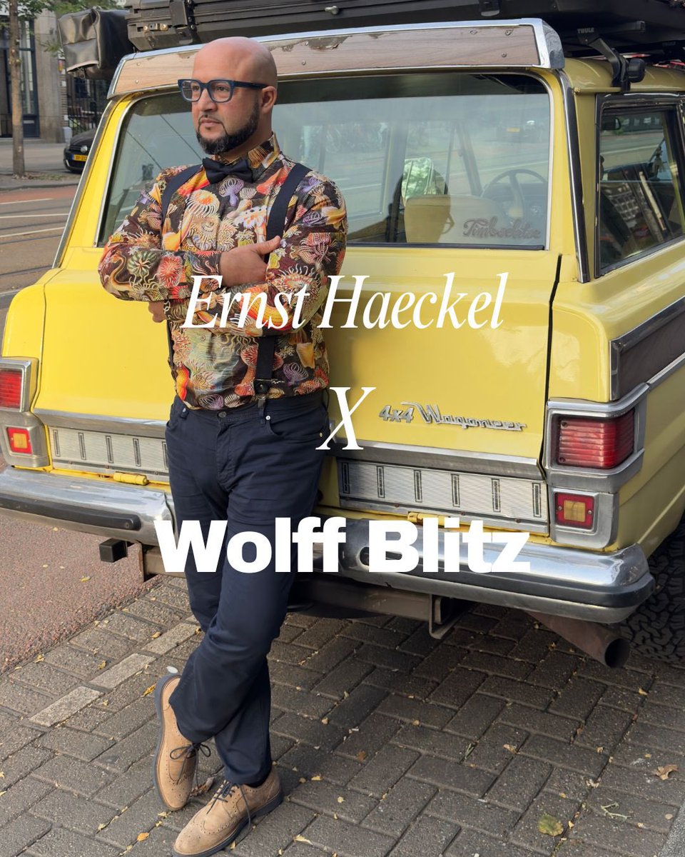 Wolff Blitz tweet media