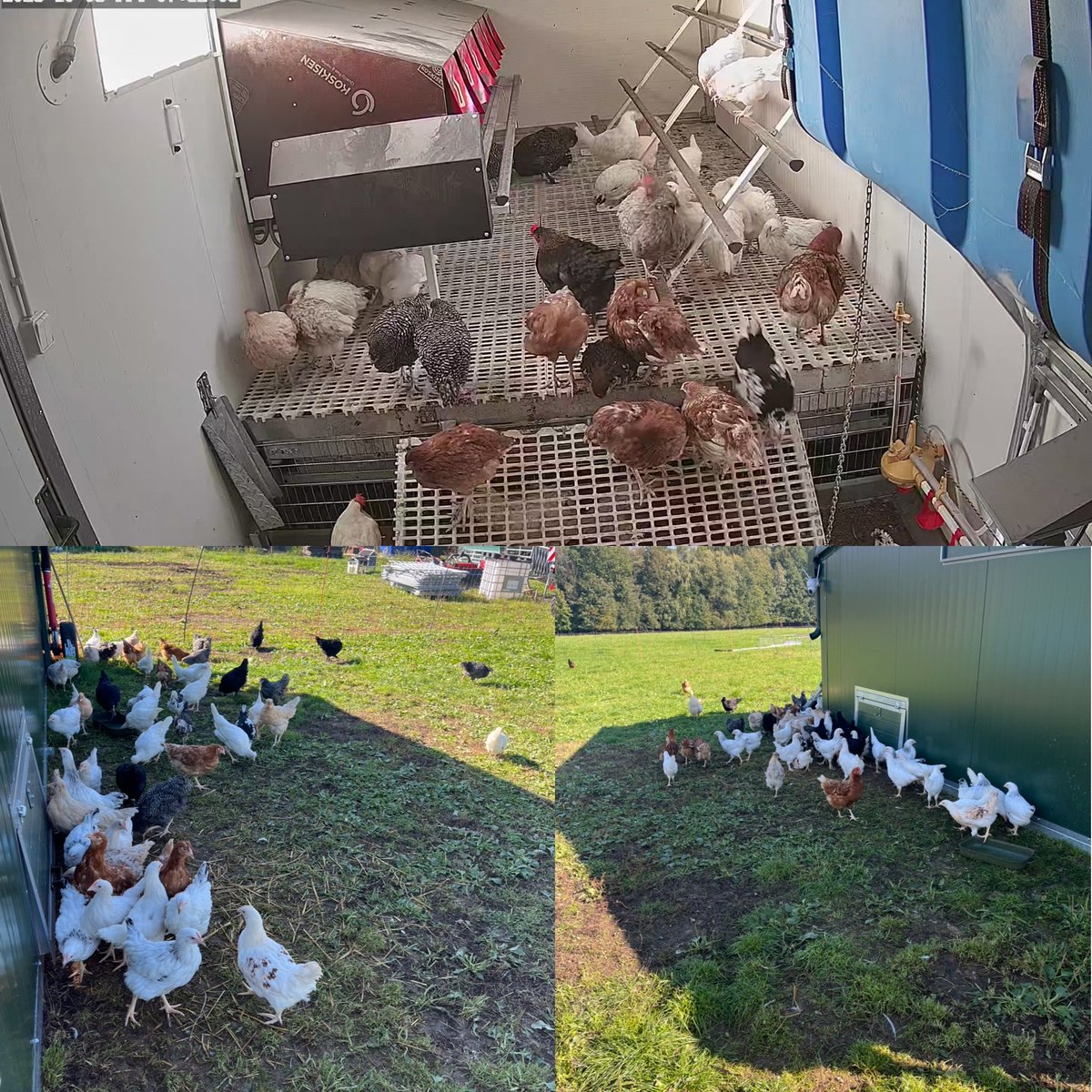 Už to chápu.. #slepicejsoulasky