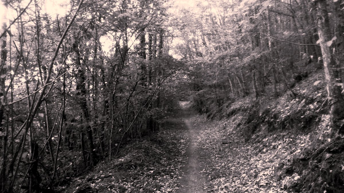 Con el otoño, se abre el bosque de robles: laacequia.blogspot.com/2025/10/en-el-…