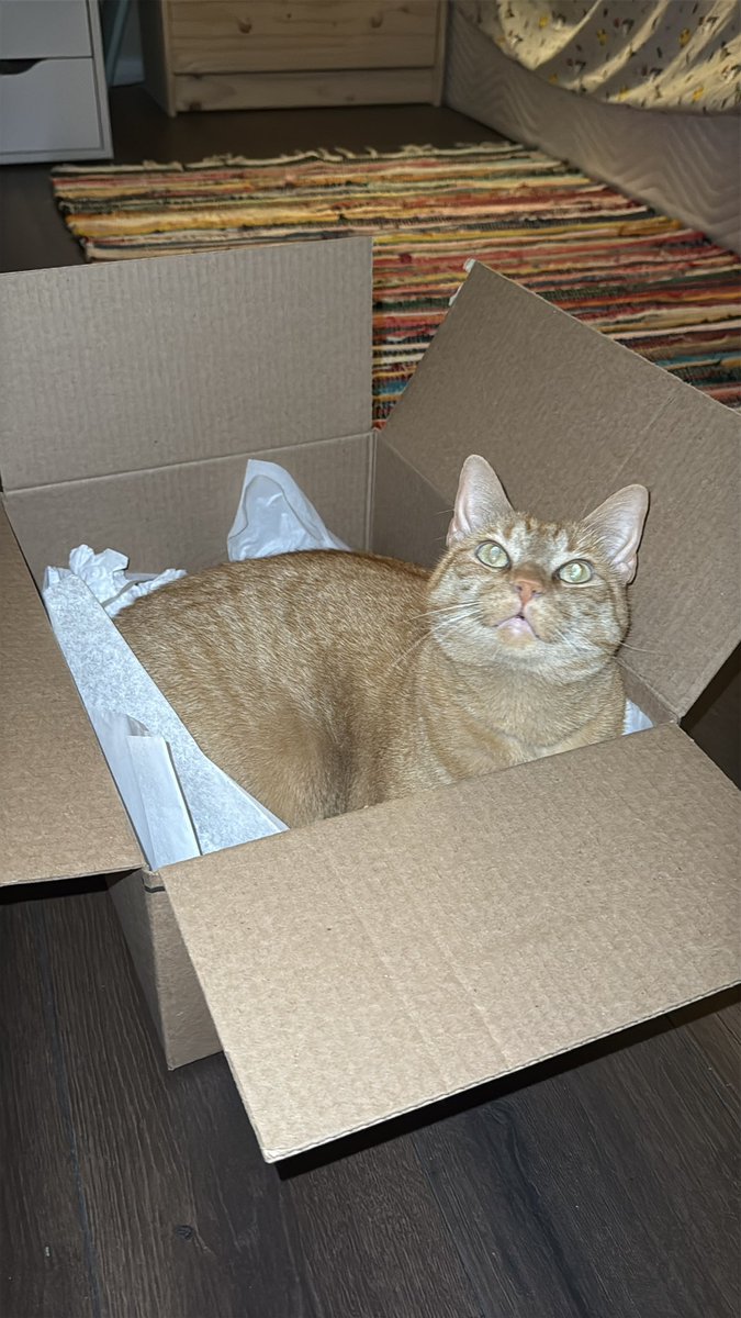 chedstack's tweet image. my name CHEDDAR and you know ime do it BETTER, I love to catch toys so I can make them DEADER, the way I play with papor makes ‘em call me SHREDDER, my toes so famous I always gotta SPREADER because I’m a littol oranch cat name CHEDDAR :)