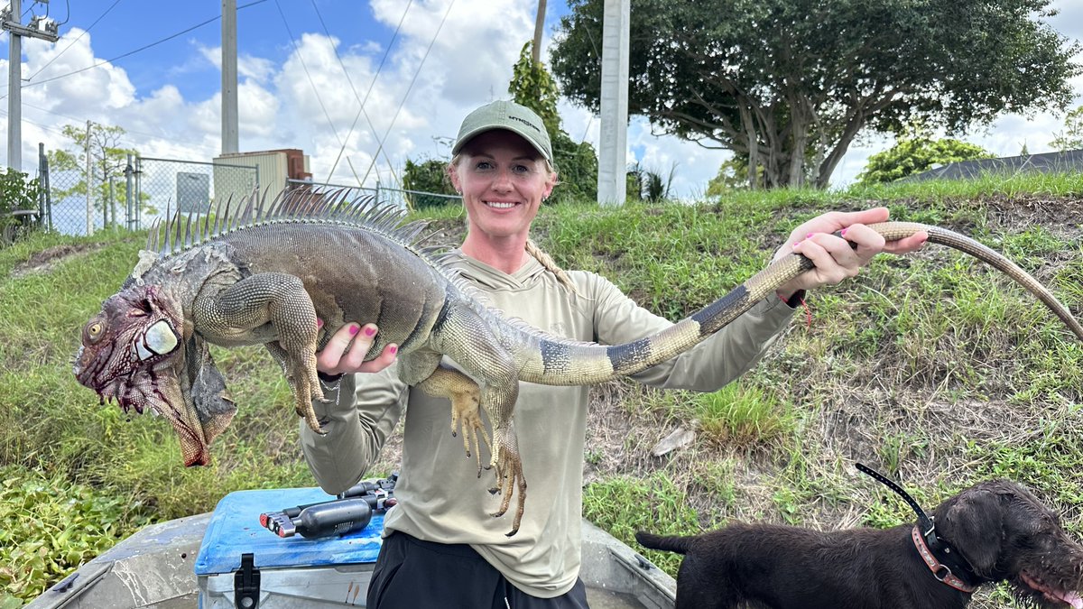 pythoncowboyirl's tweet image. DRAGON DOWN! She wrangled this absolute monster iguana! Look at the spikes on that beast! These invasive giants cause serious damage to Florida’s ecosystem, but taking them out is all part of protecting our native wildlife.
