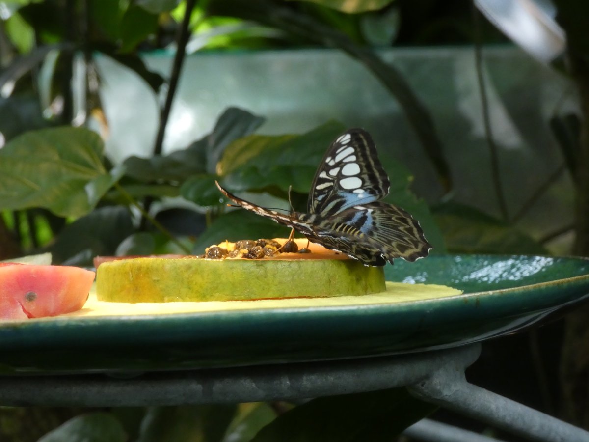 Dank Feiertag endlich ein verlängertes Wochenende. Dieser Feiertag hat sich sogar von der besten Seite gezeigt, so das wir auf der ega in Erfurt flanieren waren.