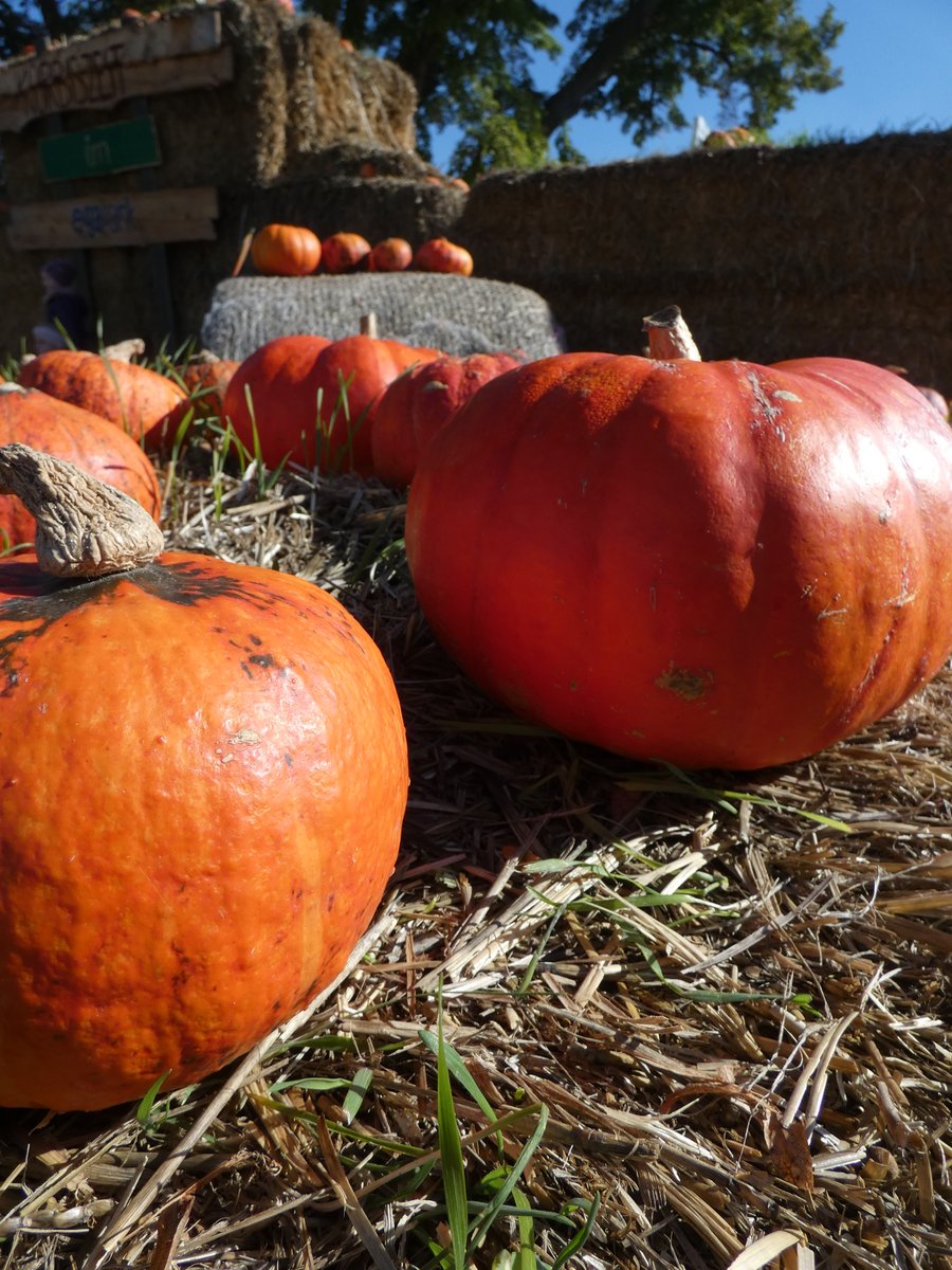 BlondAngel28's tweet photo. Jedes Jahr zur Kürbiszeit werden Skulpturen aus Kürbise aufgebaut, die bestaunt werden können und pünktlich Ende Oktober können die "geschlachtet" werden. Die ega lässt sich da immer jedes Jahr aufs Neue etwas einfallen. 
Aber auch die Dahlienzeit ist nun ran. https://t.co/XlVb6ZRBd2