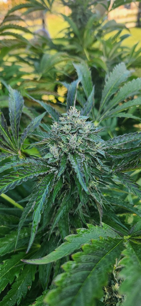 hugeplants420's tweet photo. Wrank by Ethos

Large dense cola's. 
Musty old gas station smell, but when touched, you get a hint of citrus.
Will finish in the second to third week of October in Southern Ontario. https://t.co/sZLe9P4Xey