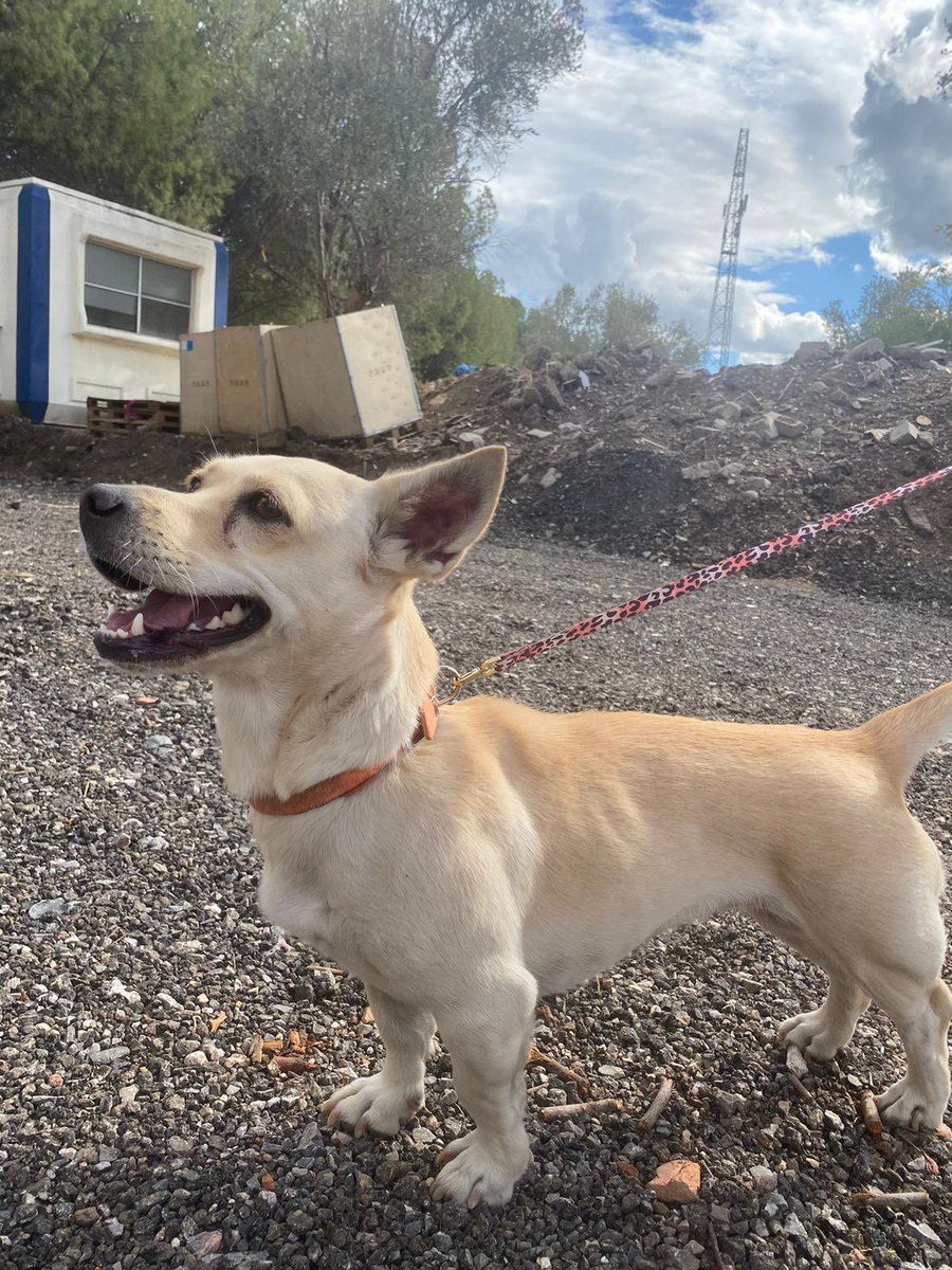 bendogurdum's tweet photo. PAKİZESİ OLMAYAN EV KALMASIN🚨🚨Kendisini kampüste büyük köpeklerin arasında gezerken bulduk, çipini kontrol ettirdik çipli ama sahibi inkar etmiş. Dişi, 4 yaşında. Kısır değil ama kısırlaştırma şartımız var tabii ki. 12 kg küçük bi köpek. İlgiyi çok seviyor hep yanınızda olmak istiyor ayrılınca ağlıyor 🥹 Tasmaya alışık kıvırtarak yürüyor evde çok güzel olur ama sokakta yapabilecek bir köpek hiç değil
ONA ÇOK GÜZEL CROP ALACAĞIMA YEMİN EDERİM