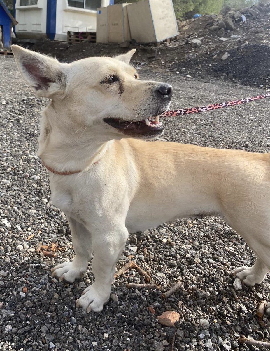 bendogurdum's tweet photo. PAKİZESİ OLMAYAN EV KALMASIN🚨🚨Kendisini kampüste büyük köpeklerin arasında gezerken bulduk, çipini kontrol ettirdik çipli ama sahibi inkar etmiş. Dişi, 4 yaşında. Kısır değil ama kısırlaştırma şartımız var tabii ki. 12 kg küçük bi köpek. İlgiyi çok seviyor hep yanınızda olmak istiyor ayrılınca ağlıyor 🥹 Tasmaya alışık kıvırtarak yürüyor evde çok güzel olur ama sokakta yapabilecek bir köpek hiç değil
ONA ÇOK GÜZEL CROP ALACAĞIMA YEMİN EDERİM