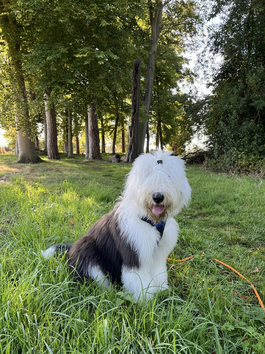 This #WorldAnimalDay, the feast day of St Francis, we think of all the exploited dogs born and living in puppy farms. Not so long ago I was one of them. My little family was extremely lucky to be rescued. If you plan on welcoming a dog in your life, please do your research. 🙏🐾