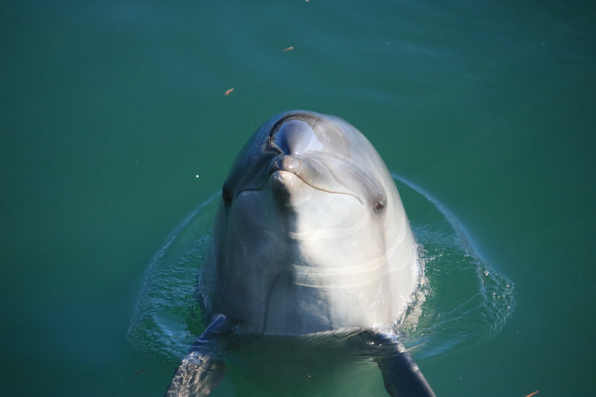 イルカル 海中水族館シードーナツ on X: 