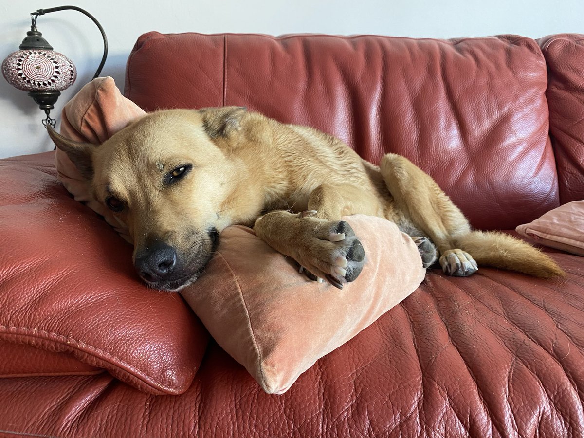 Honor1971's tweet photo. @buitengebieden Our beautiful girl Bella was once an Egyptian street dog, she quickly adjusted to life as a couch potato https://t.co/l0LA4gDvf2