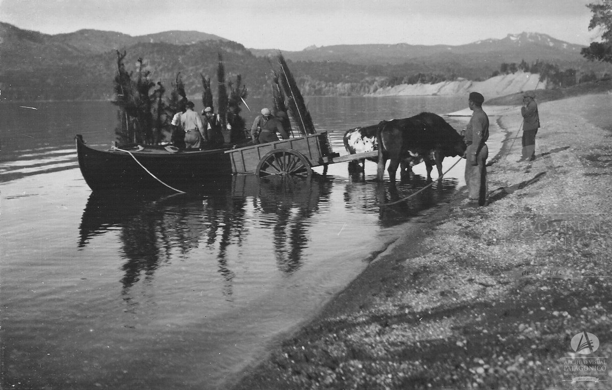 New Phytologist tweet media