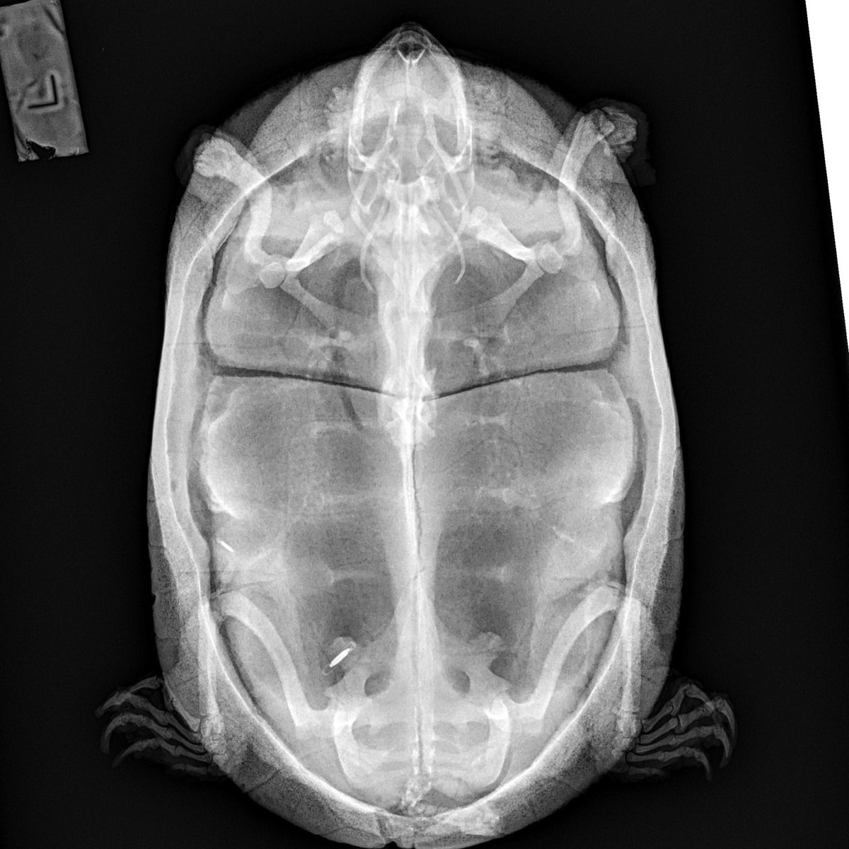 TheTorontoZoo's tweet image. Are you smarter than a Wildlife Health and Science Centre RVT? 👀

On this first #SpookySaturday, your Toronto Zoo is challenging you to name this species! 🦴🩻

Check back in the comments below at 4:30pm ET each Saturday to find out which species this radiograph belongs to! 🐾🎃
