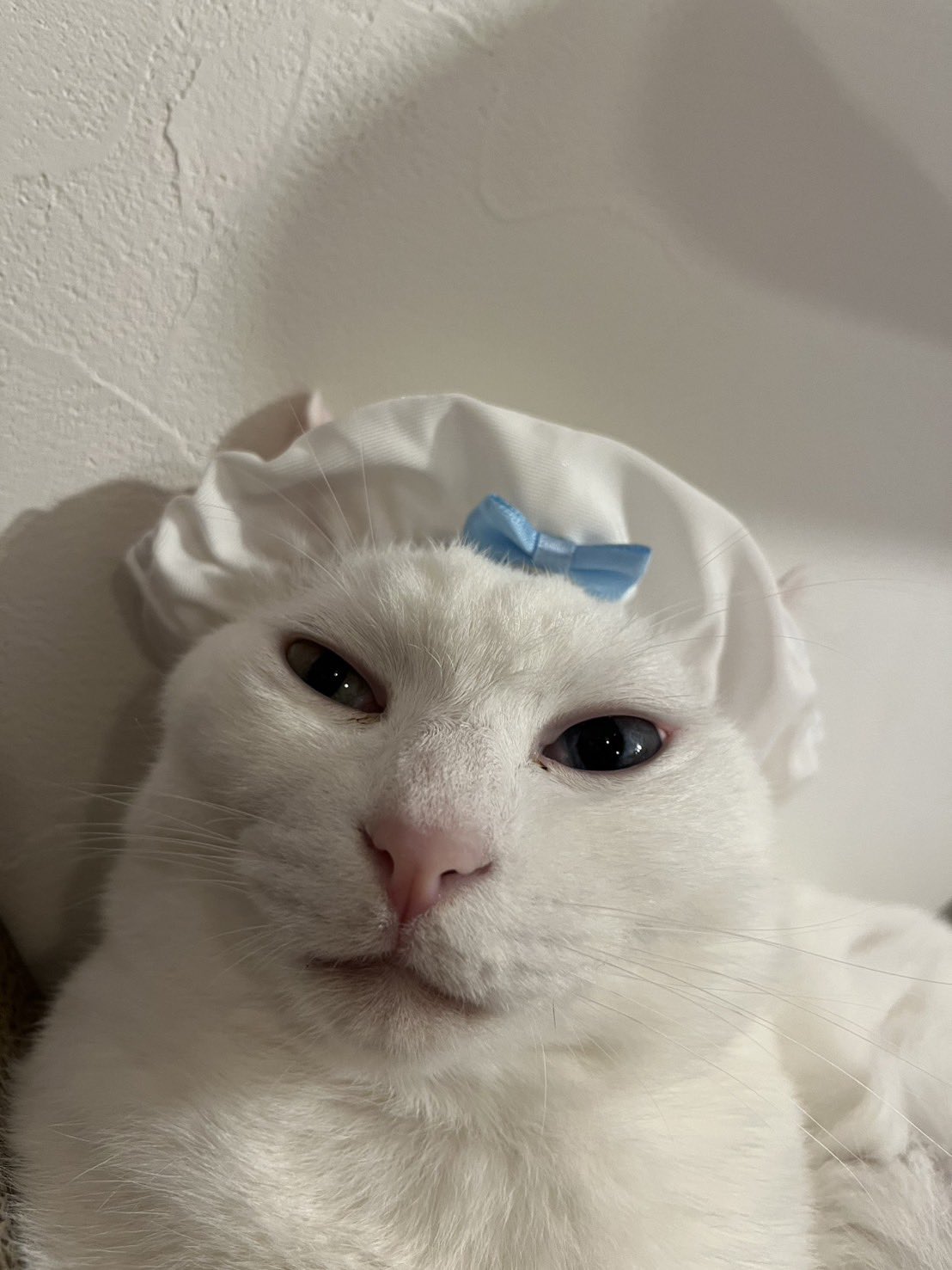 あやしいネコA 楽天市場】ケージ内に合うサイズ 猫 マット ベッド [ozabu お