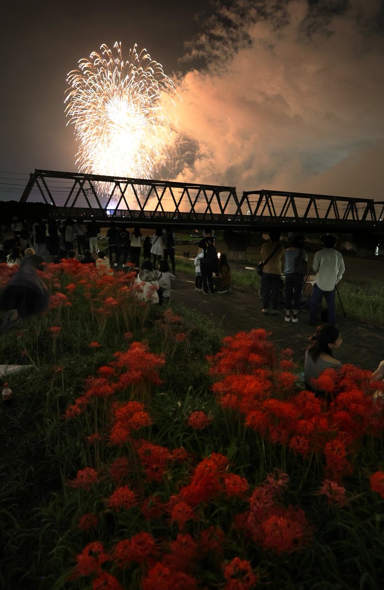 彼岸花と花火
#三郷花火大会 #流山花火大会 #彼岸花 #花火大会