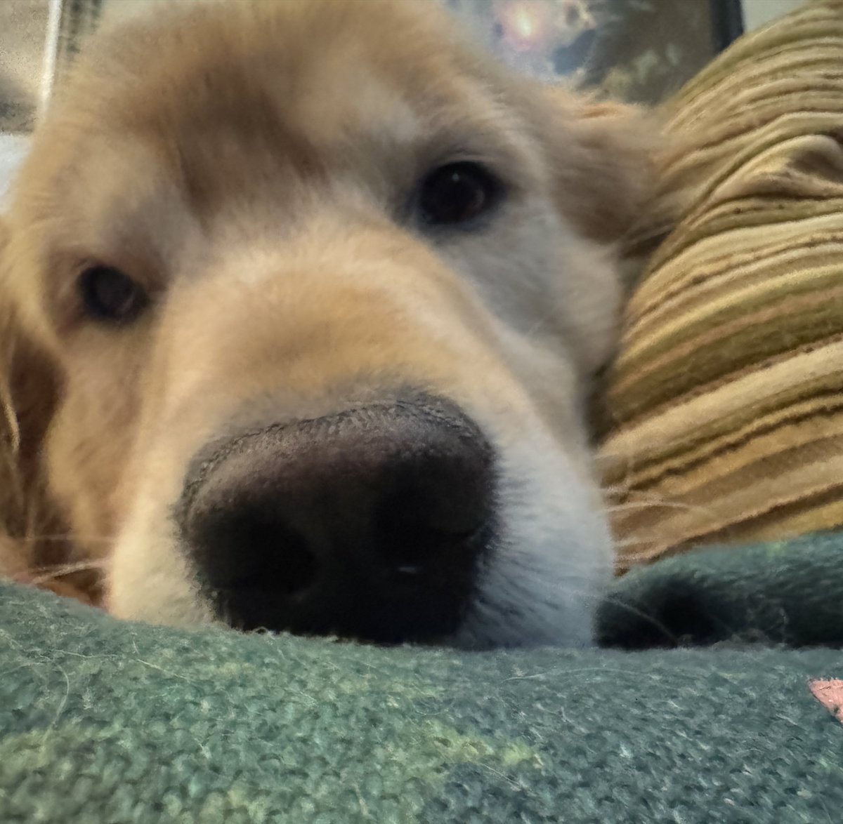 SamTheWiseSays's tweet photo. Sam says…is it morning already? Boop to you &amp; have a great day❤️ 

#GoodMorning #dogsofX #dogsoftwitter #boop #SaturdayThoughts #dogs #cute 
#Happiness #dogsofinstagram #booper #DogLovers #enjoylife #Familylove #goldenretriever #WeekendVibes #enjoy https://t.co/rc2tKP0U1N