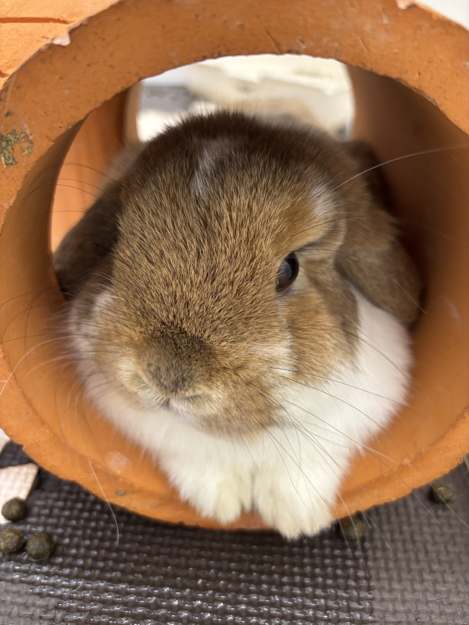 うさぎのしっぽレイクタウン店 on X: 
