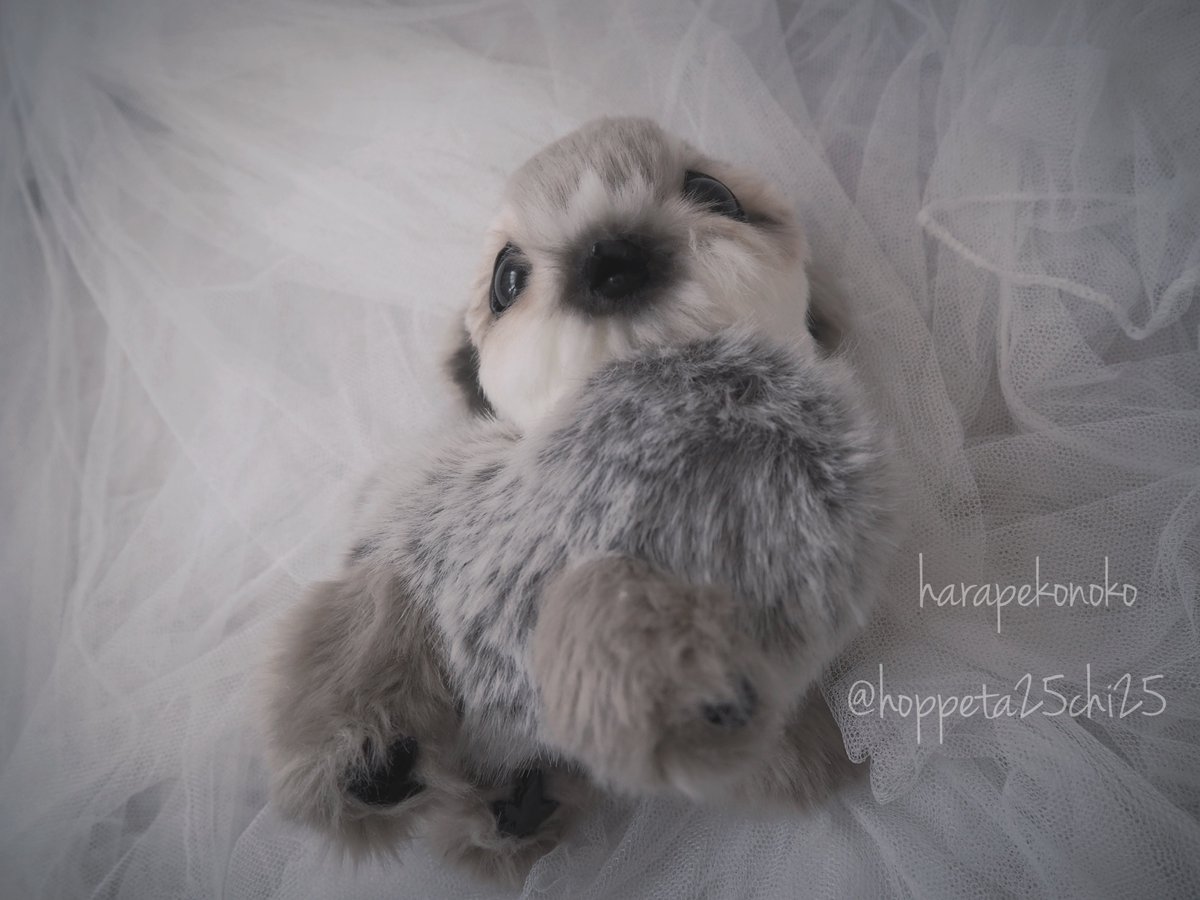 エキゾチック子猫ちゃん♡くりりんオメメ♡アートドール♡ぬいぐるみ♡ エキゾチック子猫ちゃん♡くりりんオメメ♡アートドール♡ぬいぐるみ